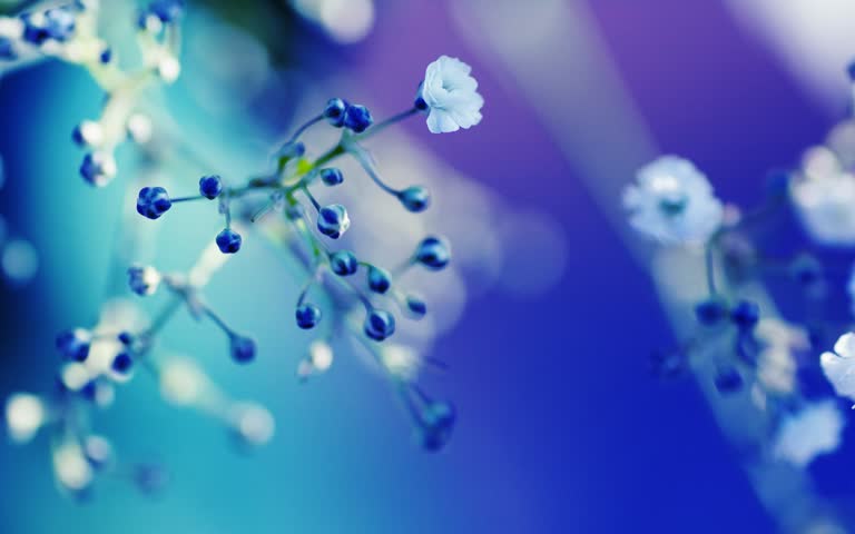 有一张特写图,是一束蓝色的小花