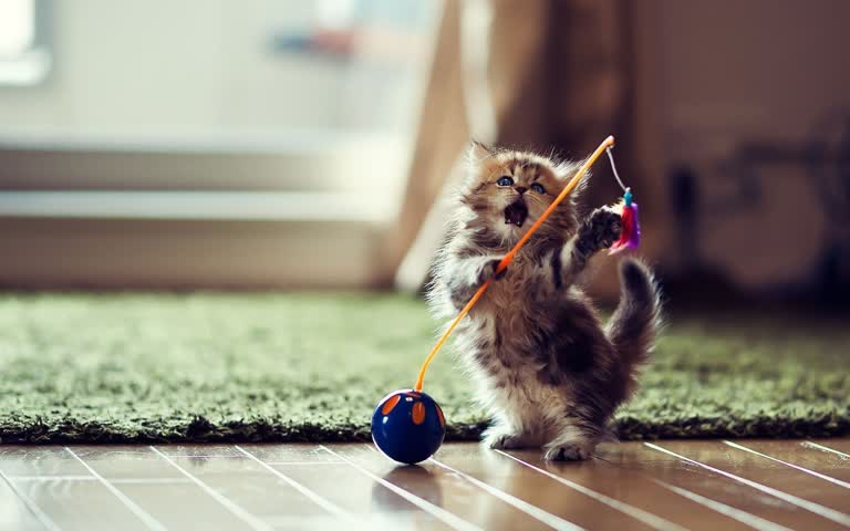 有一只小猫在地板上玩玩具